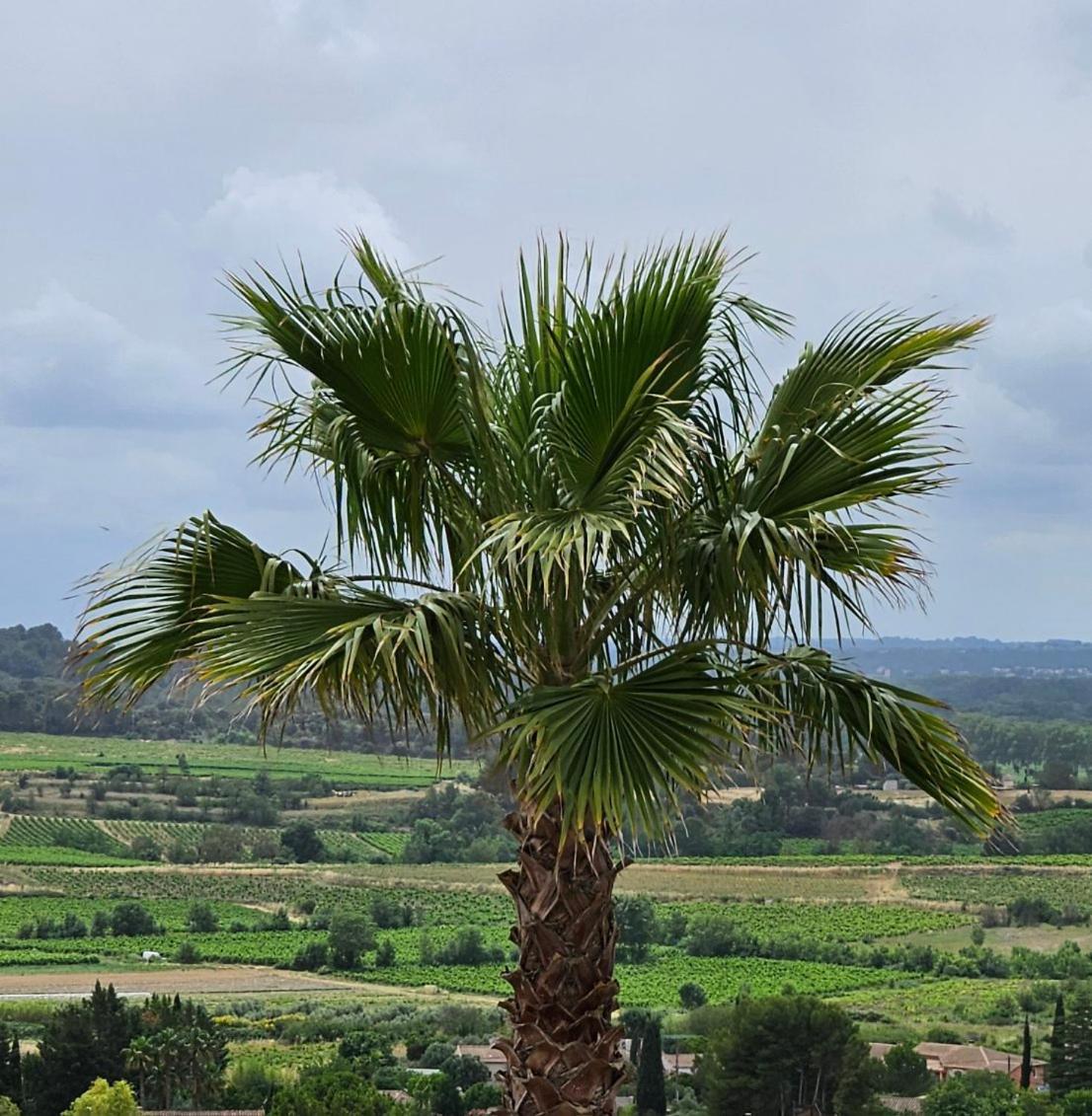 Domaine Du Chene Hotel Campagnan Kültér fotó